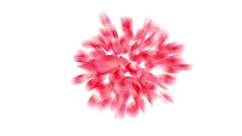 Beautiful Rose Petals Explosion Close-up. One Red Petal Falling Down and Stock-Footage 232754499