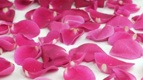 Beautiful Rose Petals Stock Footage 102174411