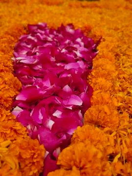 Beautiful Rose petals with marigold petals Stock Photos