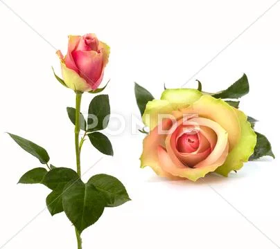 Beautiful rose . Stock Photos