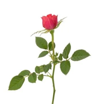 Beautiful rose Stock Photos