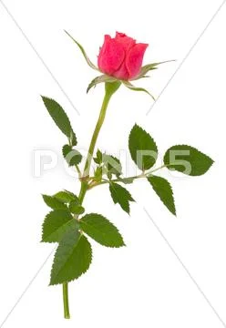 Beautiful rose Stock Photos