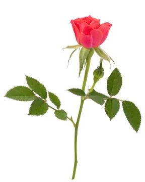 Beautiful rose Stock Photos