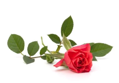 Beautiful rose Stock Photos
