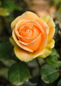 Beautiful rose Stock Photos
