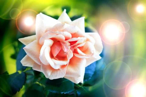 Beautiful rose Stock Photos