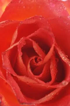 Beautiful rose Stock Photos