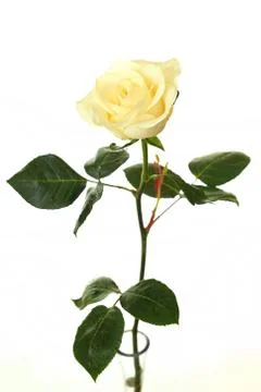Beautiful rose. Stock Photos