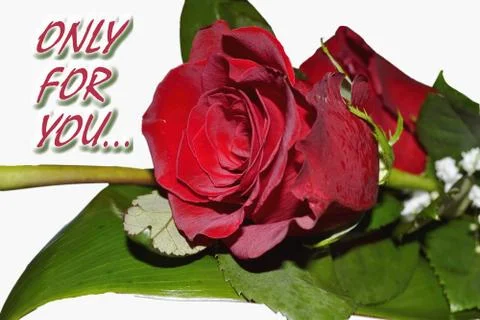 Beautiful rose Stock Photos
