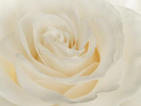 Beautiful rose Stock Photos