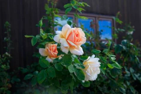 Beautiful rose Stock Photos