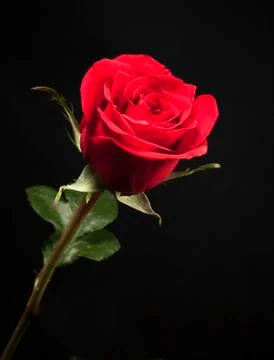 Beautiful rose Foto stock