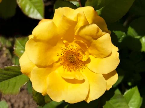 Beautiful rose. Stock Photos