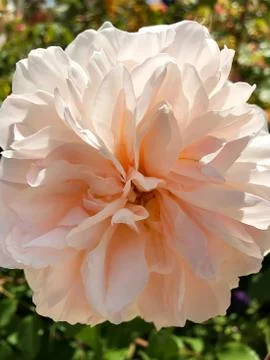 Beautiful rose. Stock Photos