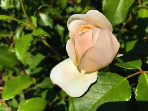 Beautiful rose. Stock Photos