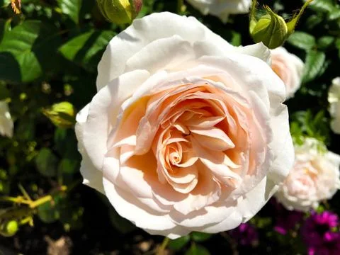 Beautiful rose. Stock Photos