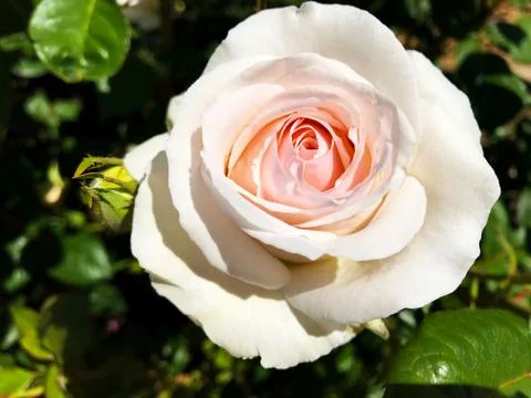 Beautiful rose. Stock Photos