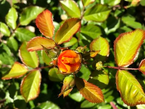Beautiful rose. Stock Photos