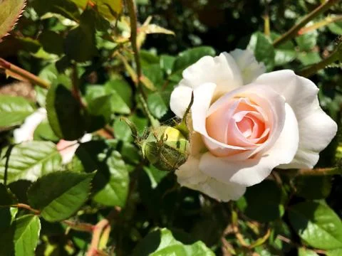 Beautiful rose. Stock Photos