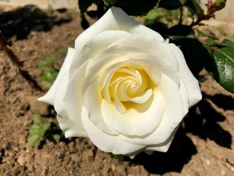 Beautiful rose. Stock Photos
