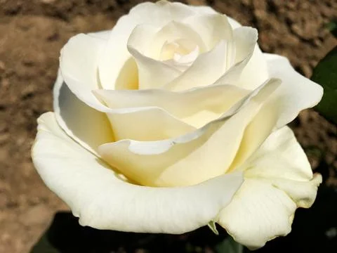Beautiful rose. Stock Photos