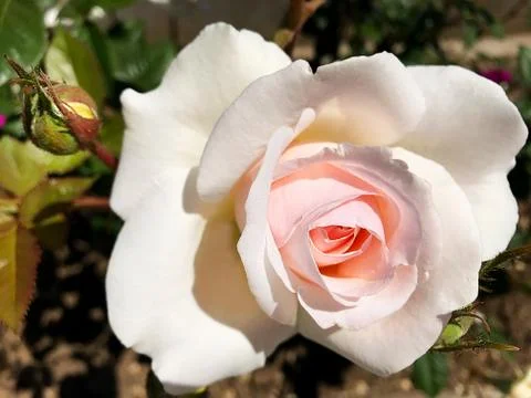Beautiful rose. Stock Photos