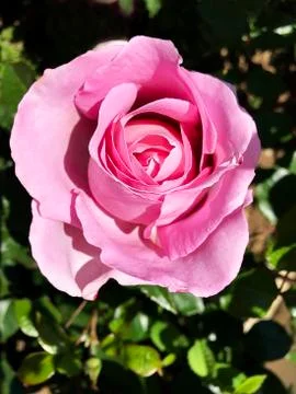 Beautiful rose. Stock Photos
