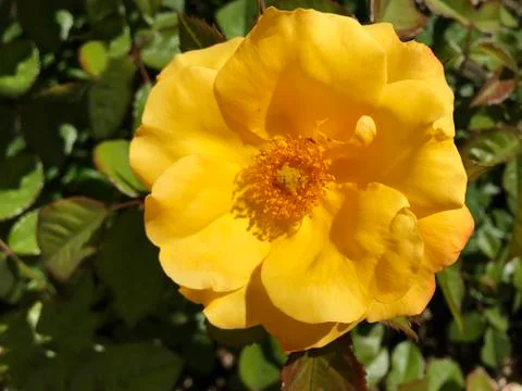 Beautiful rose. Stock Photos