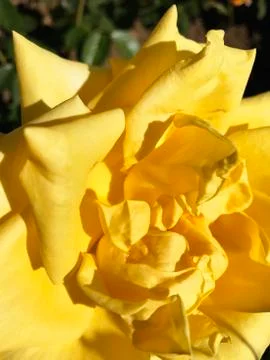 Beautiful rose. Stock Photos