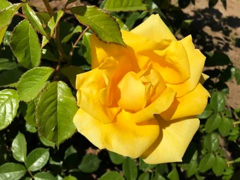 Beautiful rose. Stock Photos