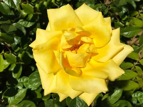 Beautiful rose. Stock Photos