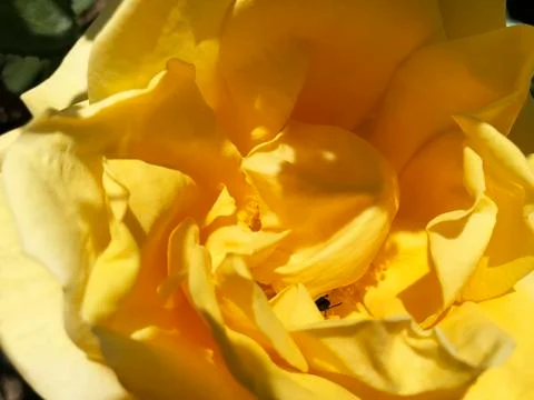 Beautiful rose. Stock Photos