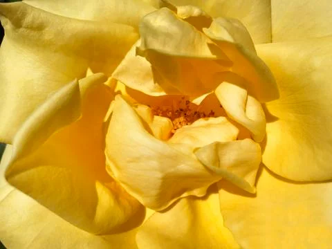 Beautiful rose. Stock Photos