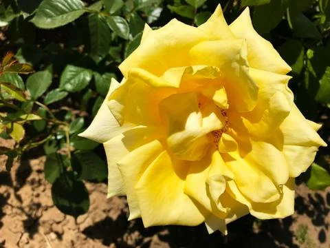 Beautiful rose. Stock Photos