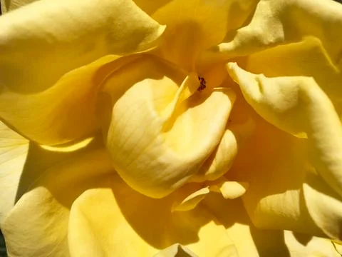 Beautiful rose. Stock Photos