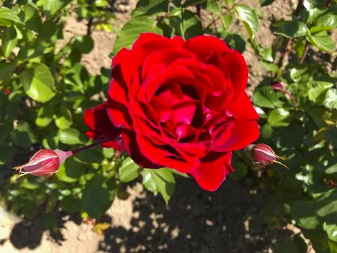 Beautiful rose. Stock Photos