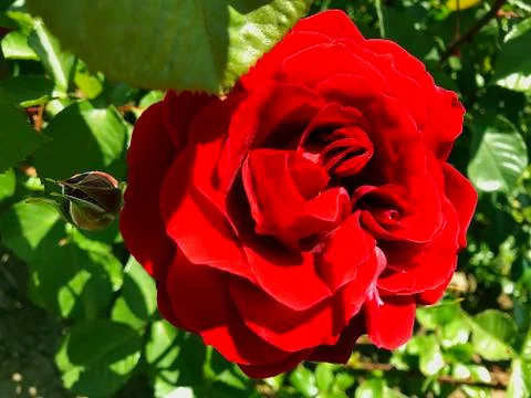 Beautiful rose. Stock Photos
