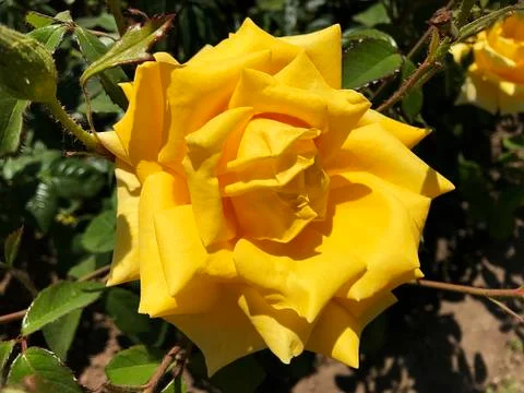Beautiful rose. Stock Photos