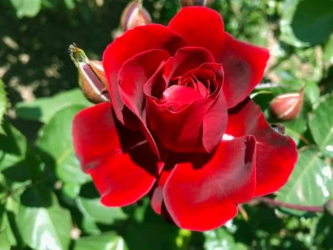 Beautiful rose. Stock Photos