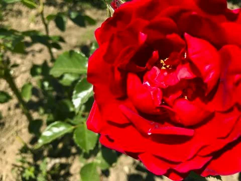 Beautiful rose. Stock Photos