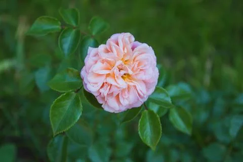 Beautiful rose. Stock Photos