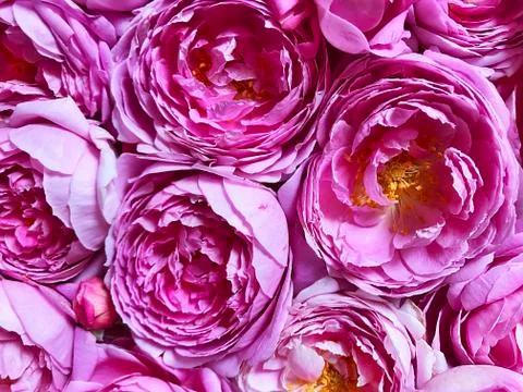 Beautiful rose. Stock Photos