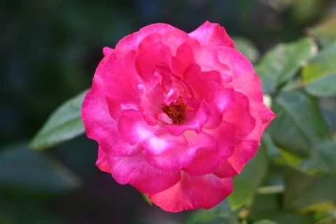 Beautiful rose Stock Photos