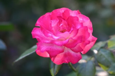 Beautiful rose Stock Photos