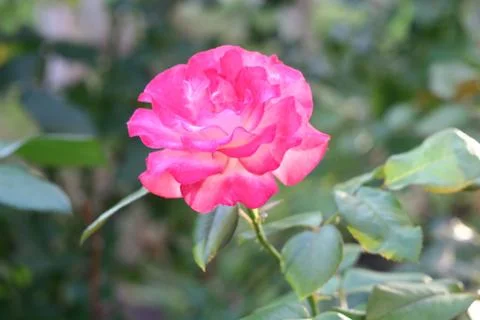 Beautiful rose Stock Photos