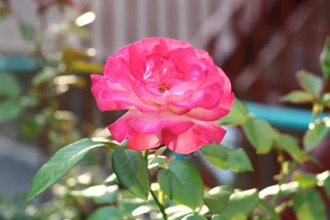 Beautiful rose Stock Photos