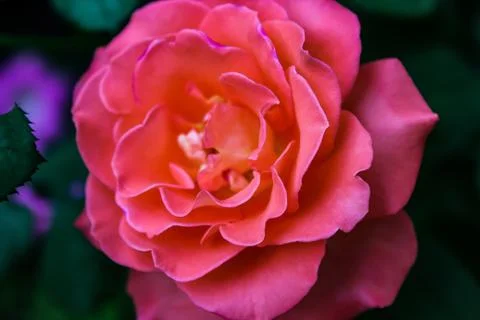 Beautiful rose Foto stock