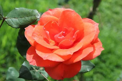 A Beautiful Rose Stock Photos