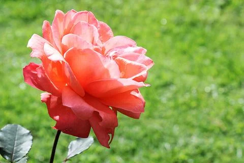 A Beautiful Rose Stock Photos