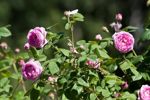 Beautiful rose Stock Photos